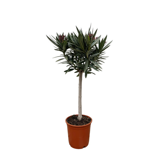 Nerium Oleander auf Stiel mit Weißen Blüten – 90 cm Höhe, Ø22 cm