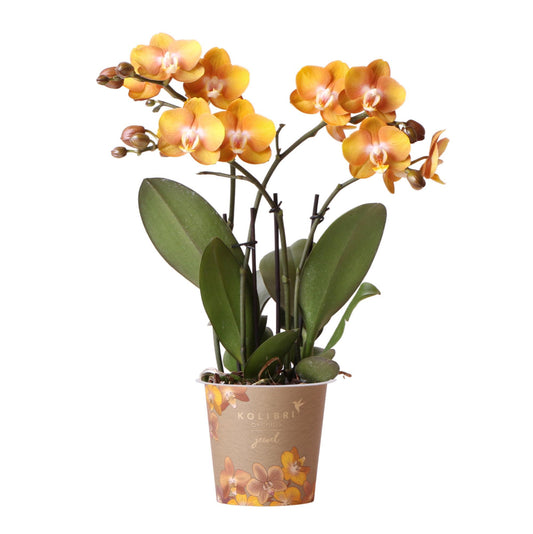 Orange-goldene Phalaenopsis-Orchidee - Jewel Las Vegas - Topfgröße Ø12cm | blühende Topfpflanze - frisch vom Züchter