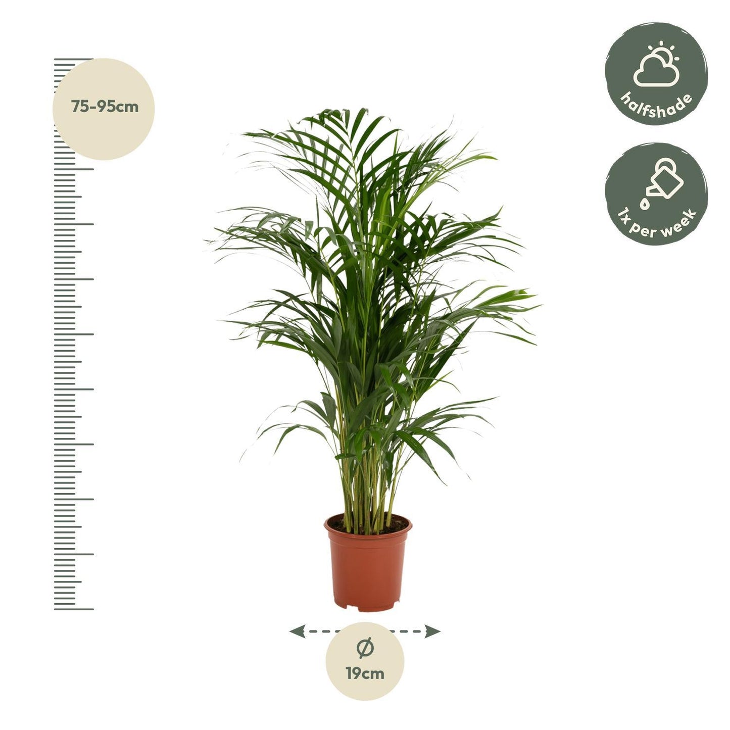 Areca-Palme - 85 cm hoch - Topfgröße Ø19 cm - Exotische Zimmerpflanze für tropisches Flair