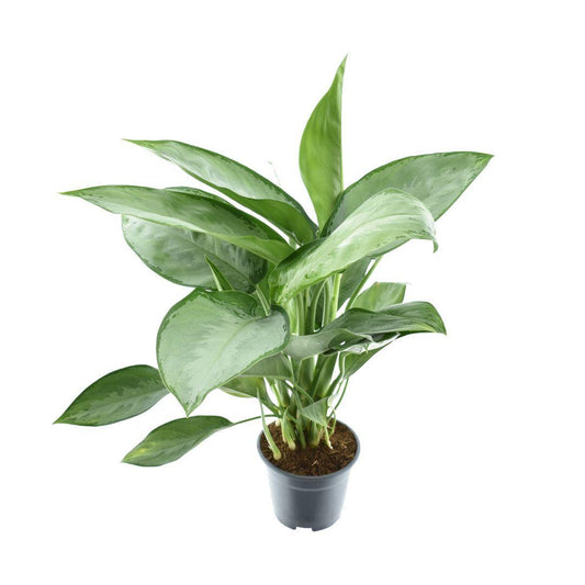 Aglaonema Silverado - Silberner Schatz des Dschungels