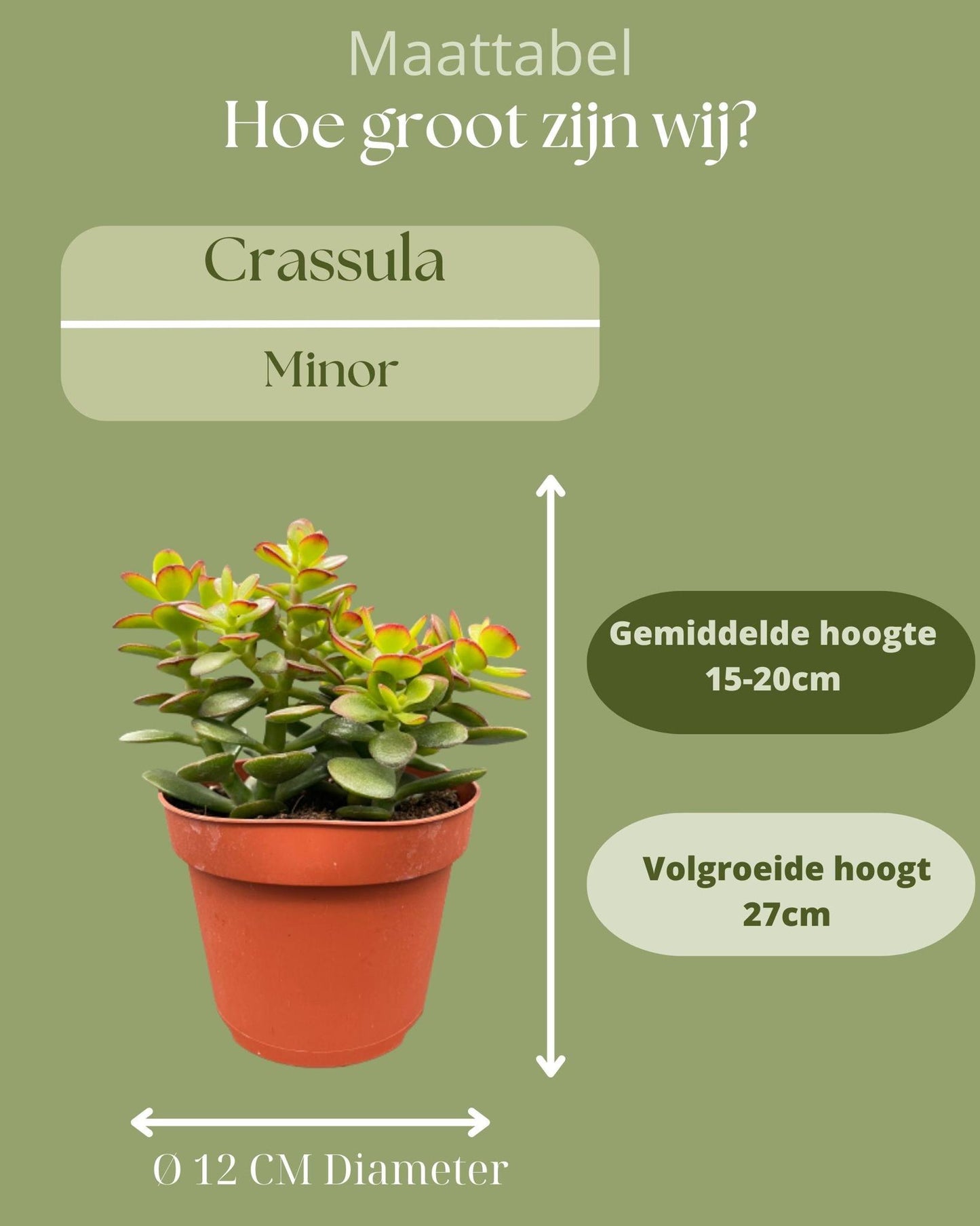 Sukkulenten - Crassula Minor - 12cmØ- 15-20cm Hoch - (3 Stück )