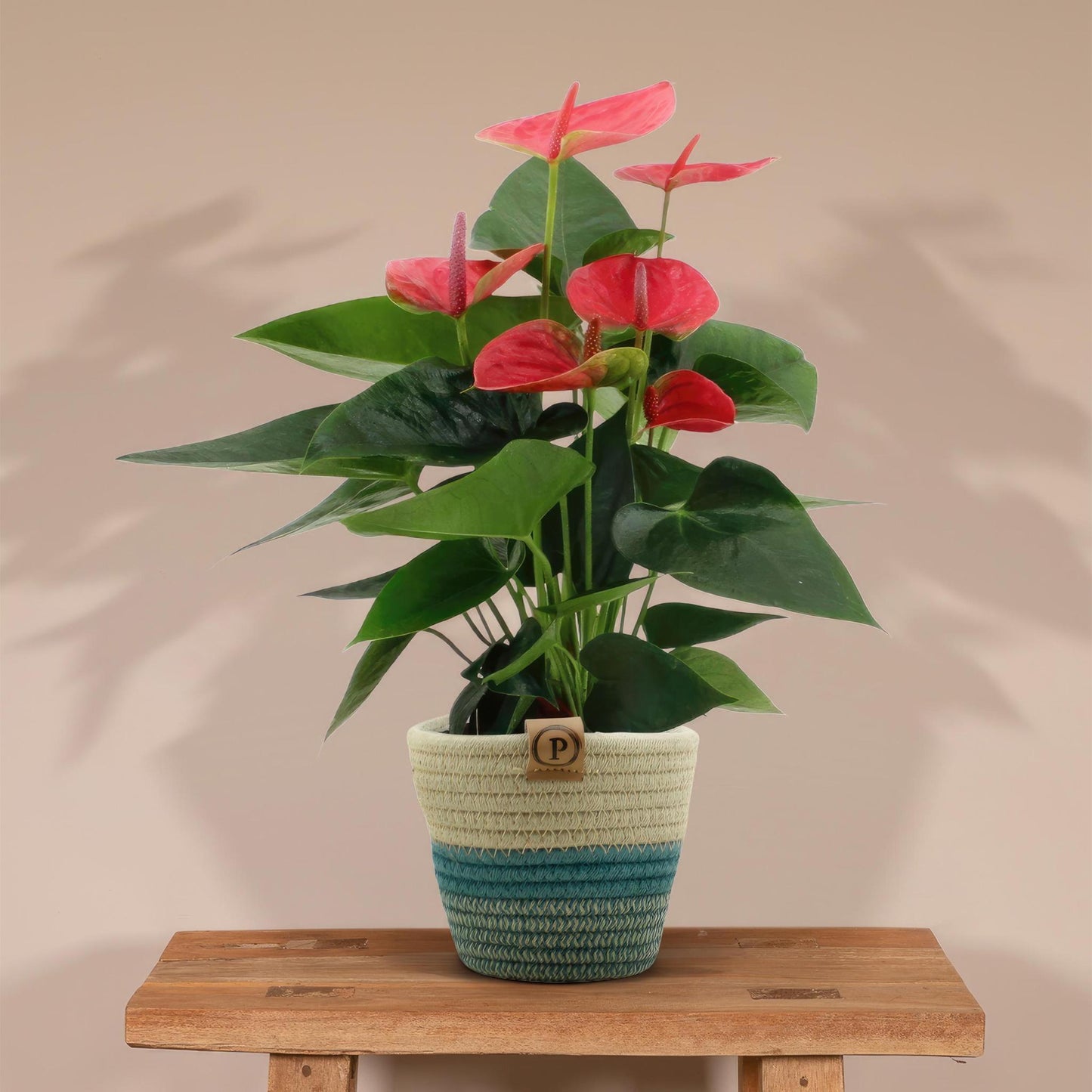 Anthurium Andreanum  Sweet Dream inkl. PURE Korb- 45cm - Ø12