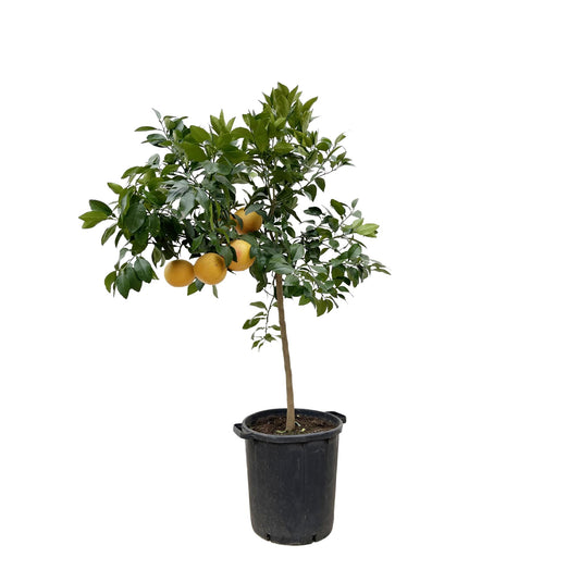 Grapefruitbaum - Citrus Pompelmo - 150 cm - Ø40 cm | Exotischer Baum für Frischen Genuss