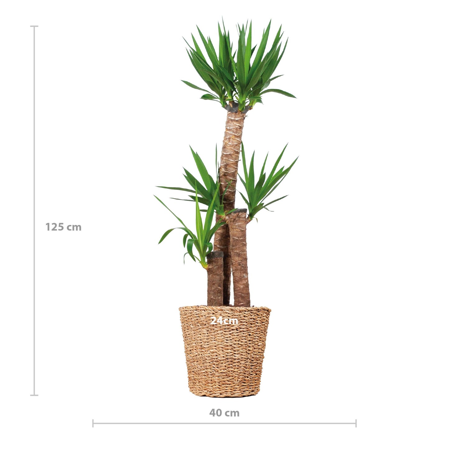 Yucca Palmlilie XL mit Korb Torun - 125cm - Ø24