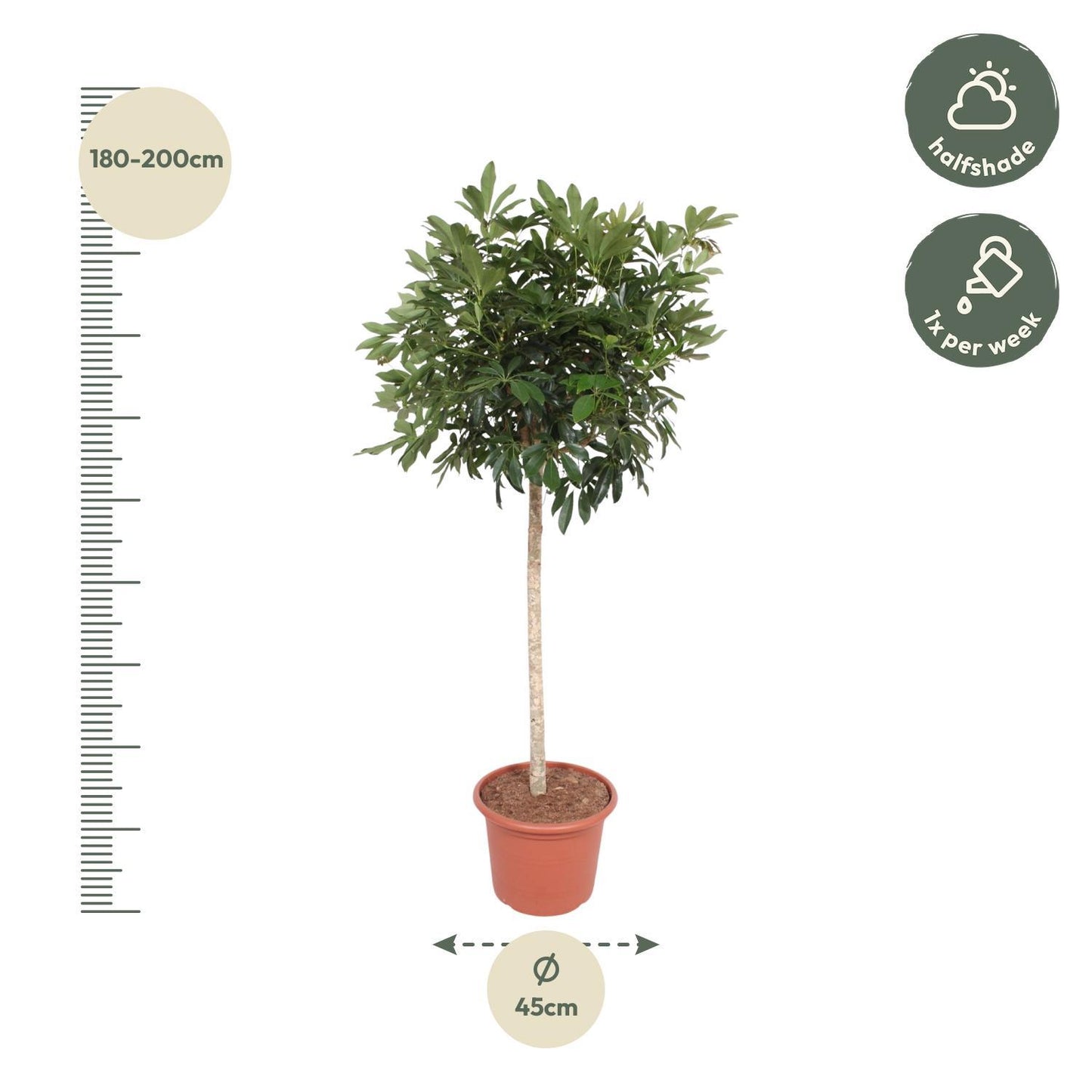 Schefflera Arboricola Compacta boom - 190 cm - ø45