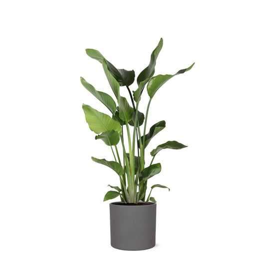 Strelitzia Nicolai Ø24cm ↕120cm in Era ANTRACIET pot