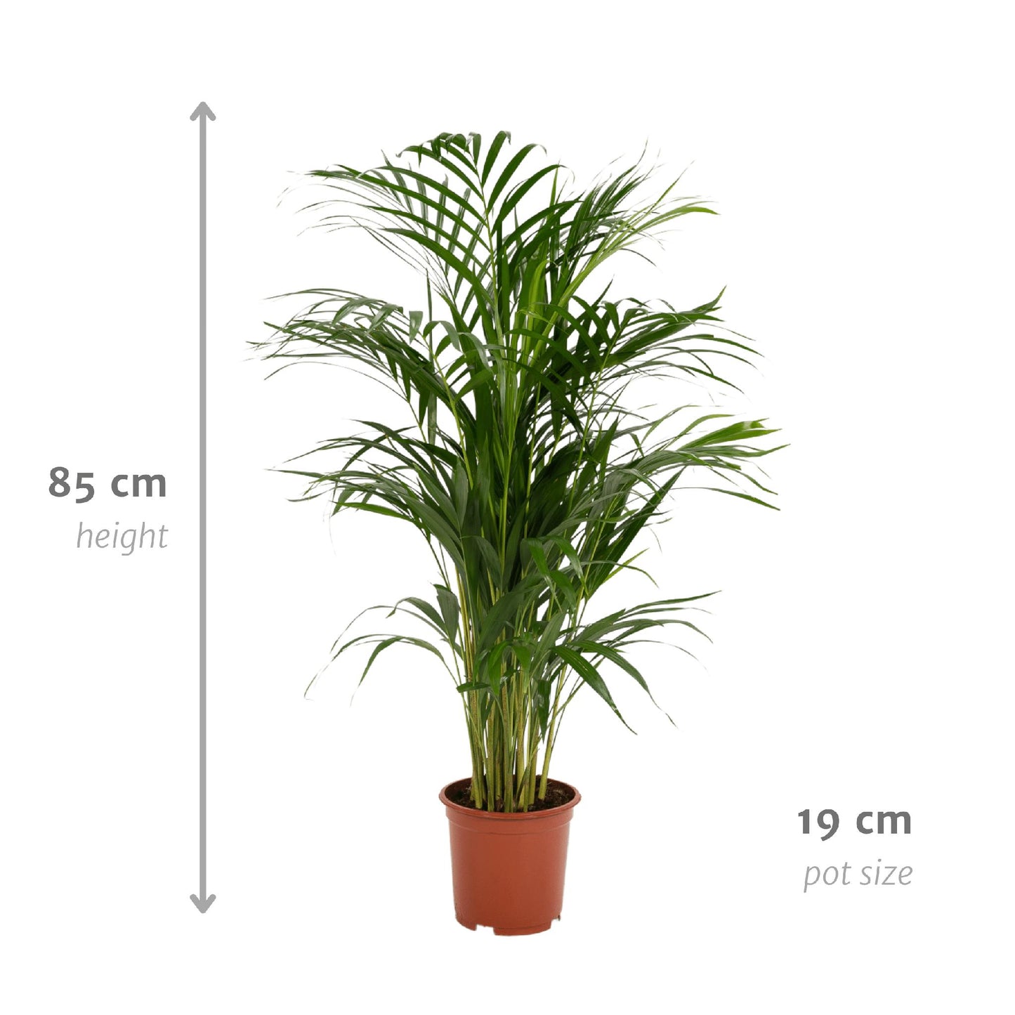 Areca-Palme - 85 cm hoch - Topfgröße Ø19 cm - Exotische Zimmerpflanze für tropisches Flair