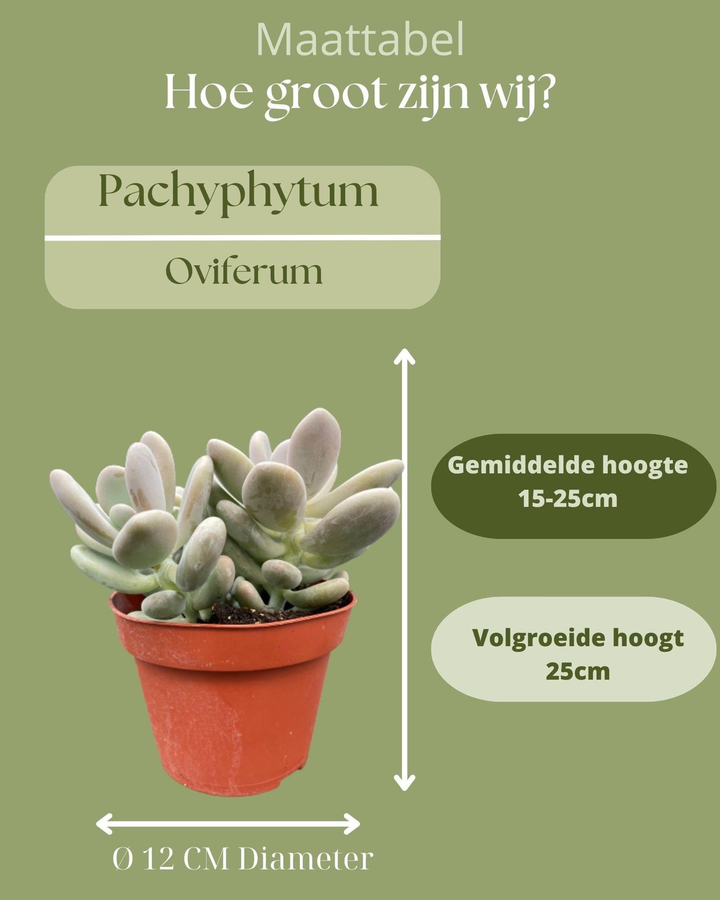 Sukkulenten - Pachyphytum Oviferum - 12cmØ- 15-20cm Hoch - (3 Stück )