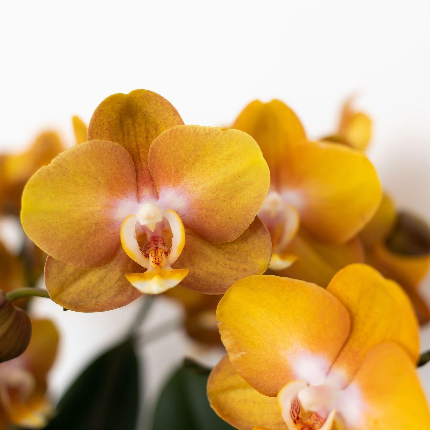 Orange-goldene Phalaenopsis-Orchidee - Jewel Las Vegas - Topfgröße Ø12cm | blühende Topfpflanze - frisch vom Züchter