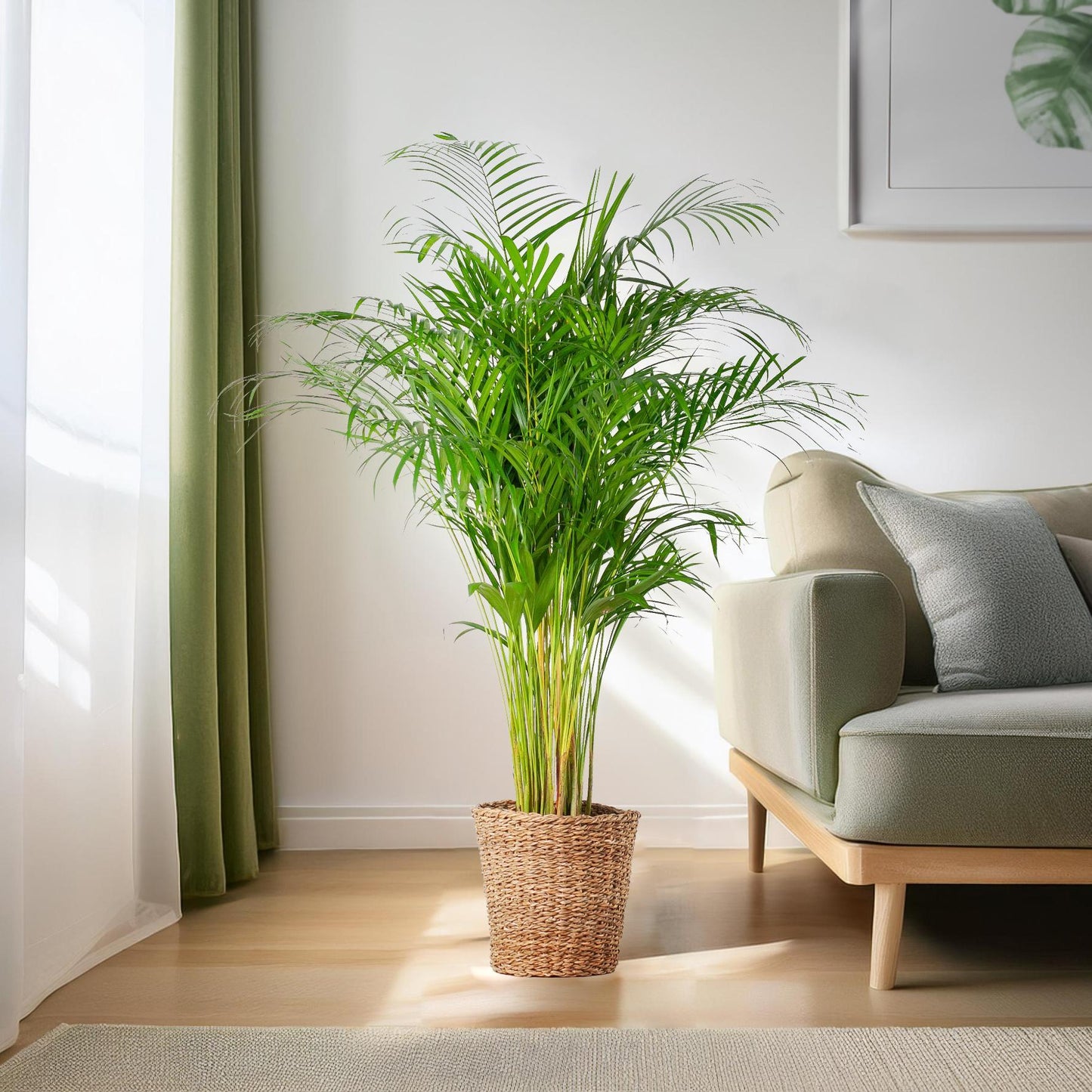 Areca Palm (dypsis) XL mit Korb Torun  - 120cm - Ø24