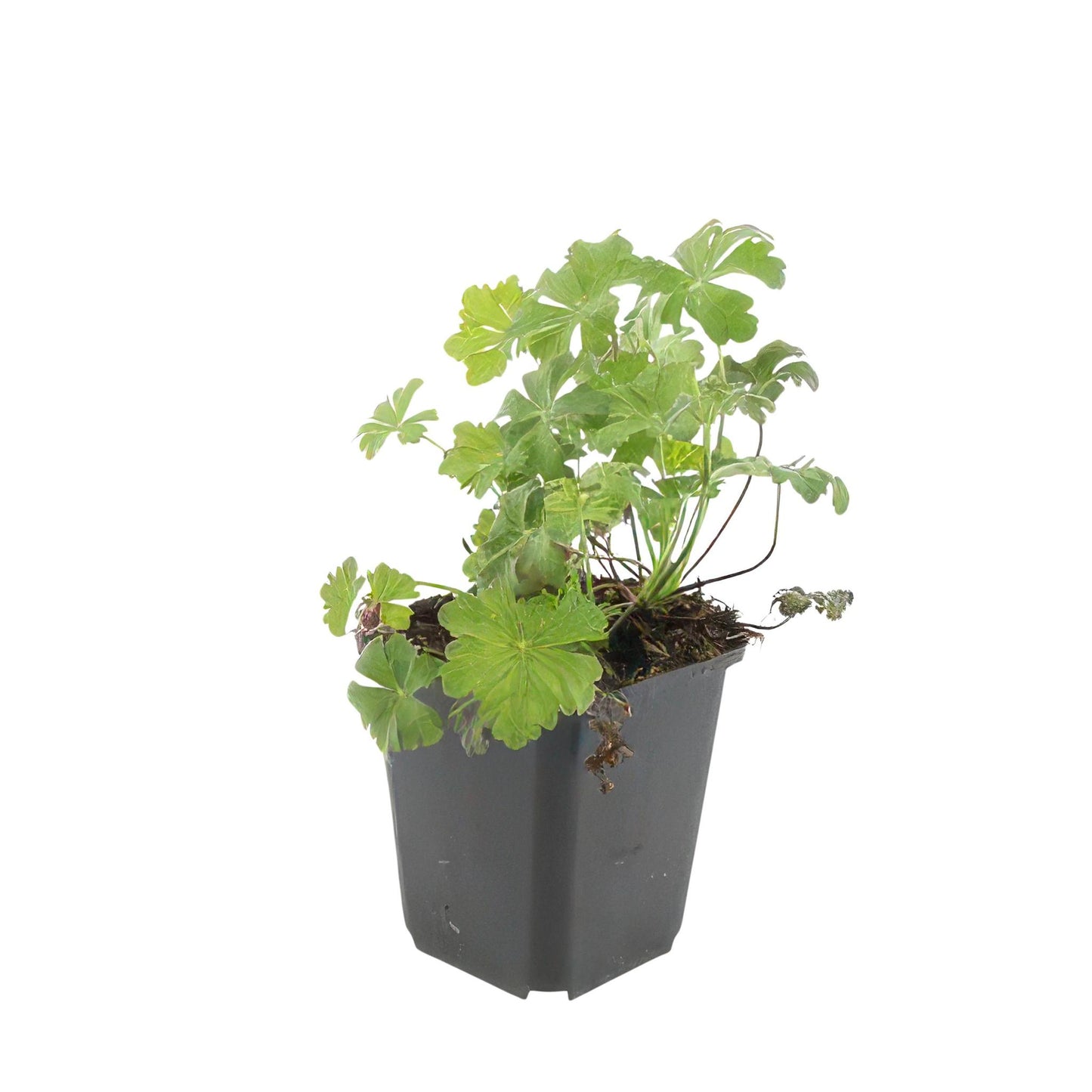 Geranium cant. 'Biokovo' - ↕10-25cm - Ø9cm  - 20x