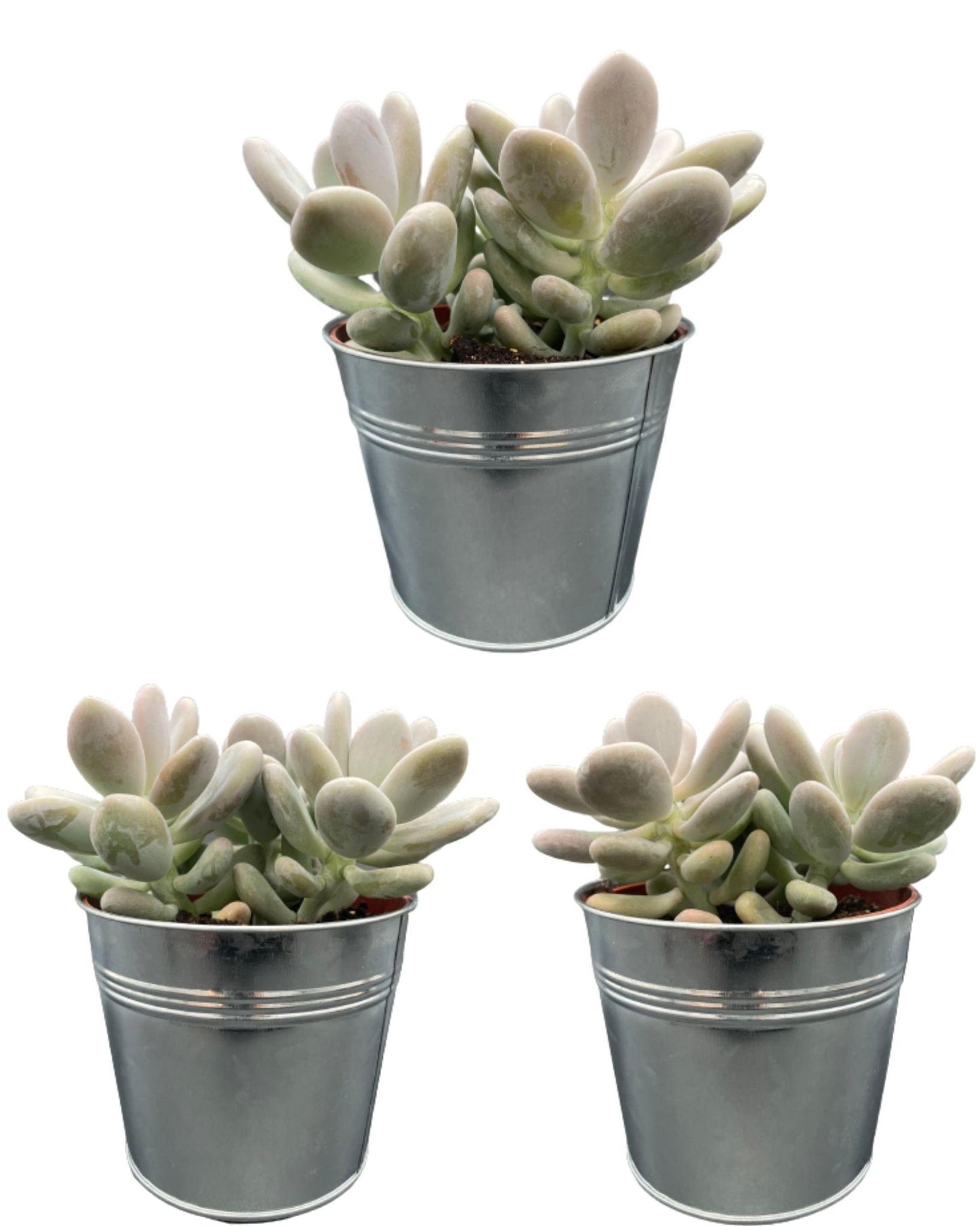 Succulenten- Pachyphytum Oviferum -12cmØ- 15-20cm Groß- (3 Stück) - Zinc - Ø13 cm