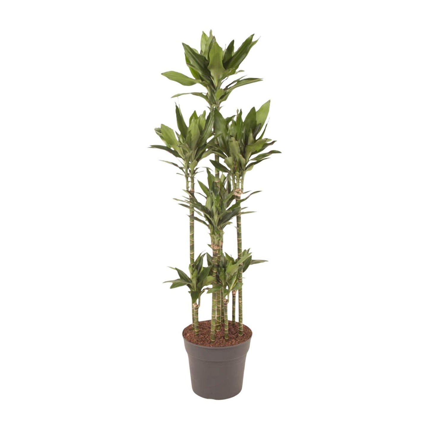 Dracaena Janet Lind Carrousel - 170 cm - ø34