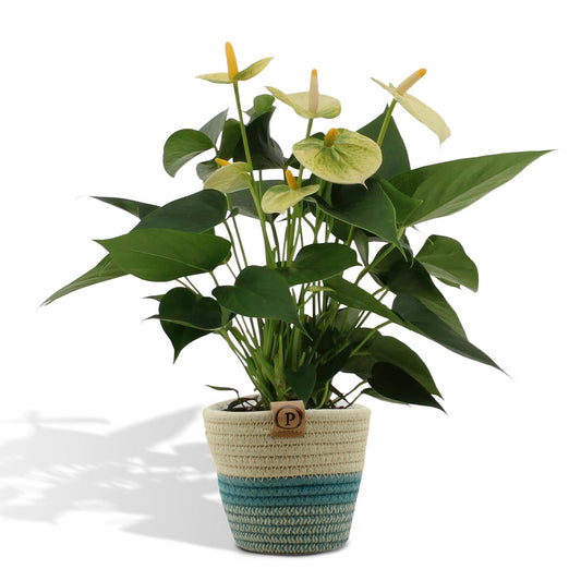 Anthurium andreanum Vanilla inkl. PURE Korb - 45cm - Ø12