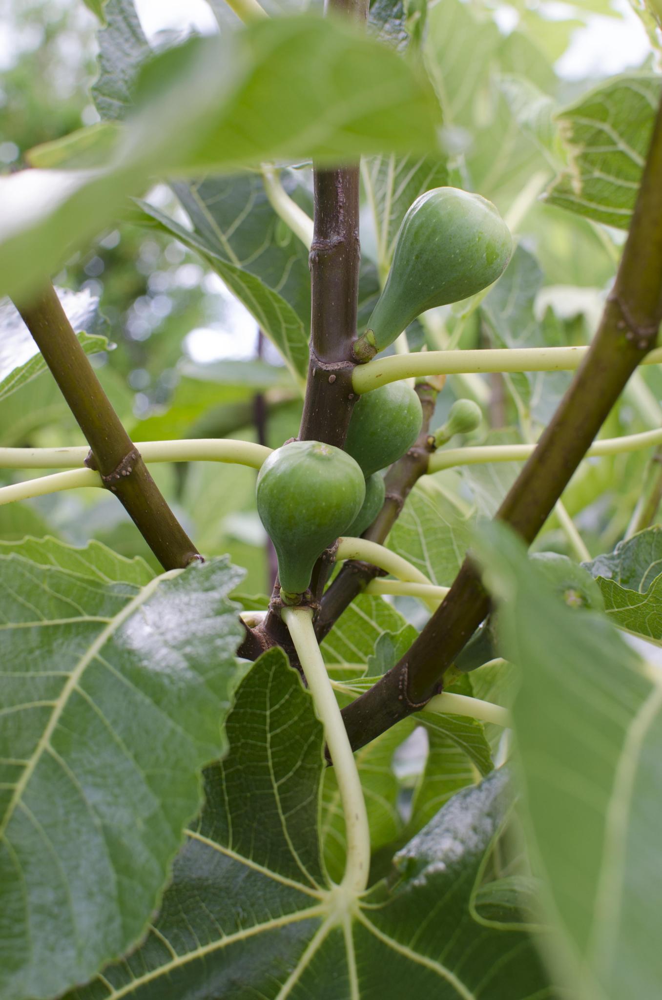 Ficus Gustissimo Perretta - Ø19 - ↨50cm