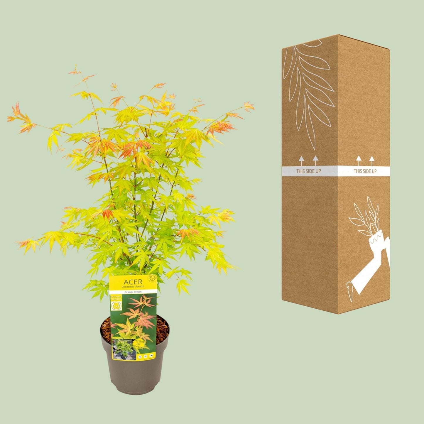 Acer Palmatum Orange Dream - Ø19 - ↨40cm