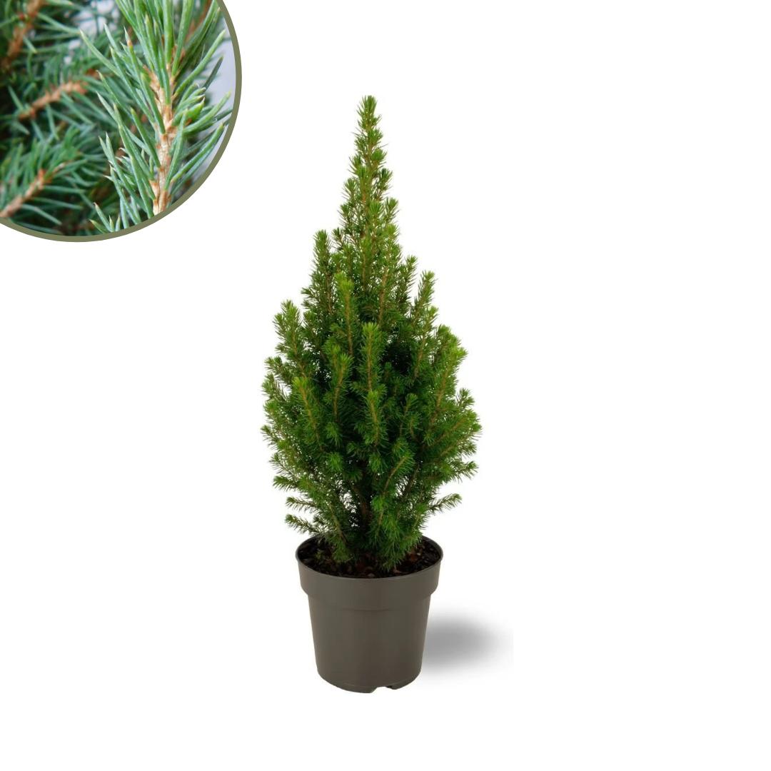 Picea glauca Perfecta - 15 cm Ø - 40 cm ↨