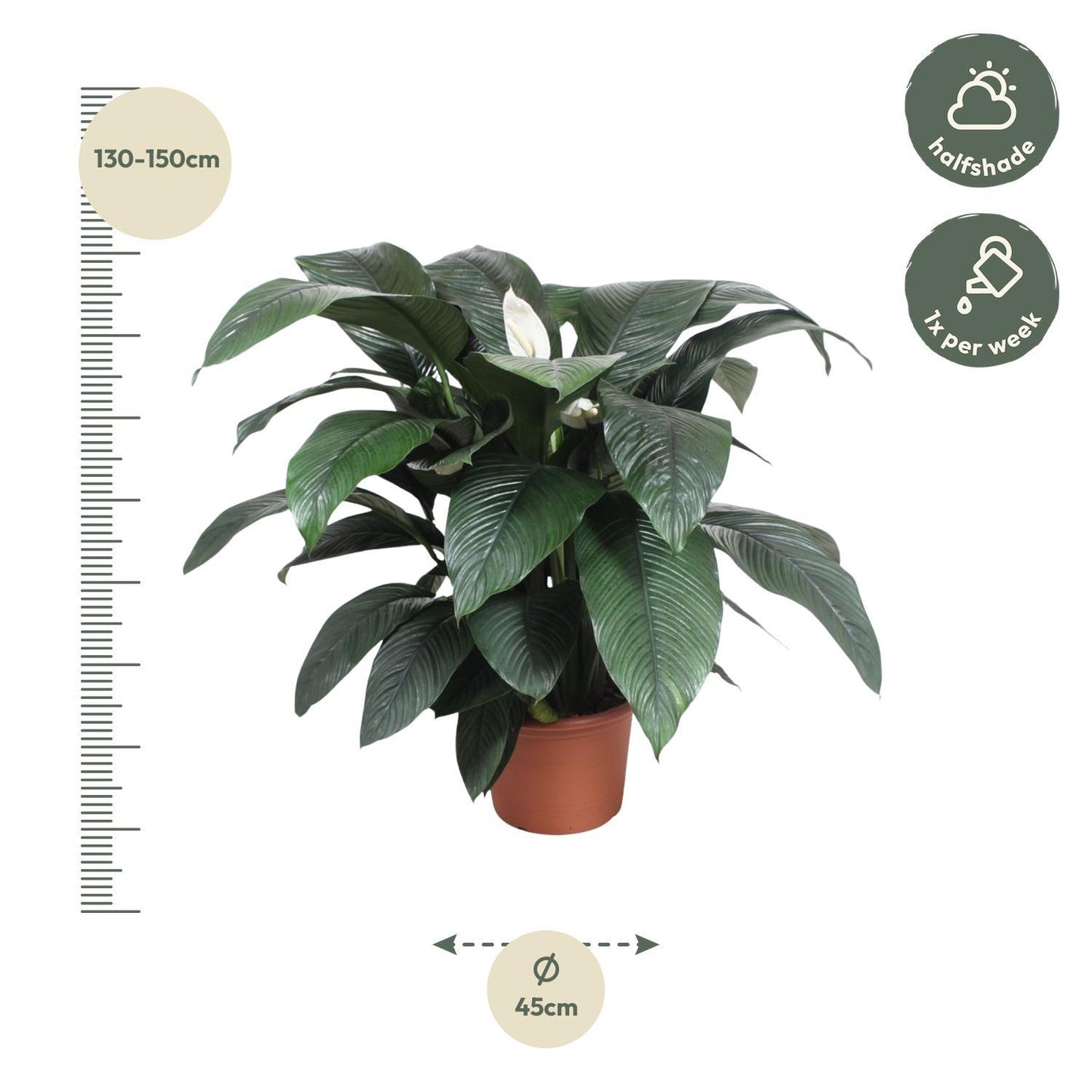 Spathiphyllum Sensation - 140 cm - Ø45 | Majestätische Friedenslilie für große Räume