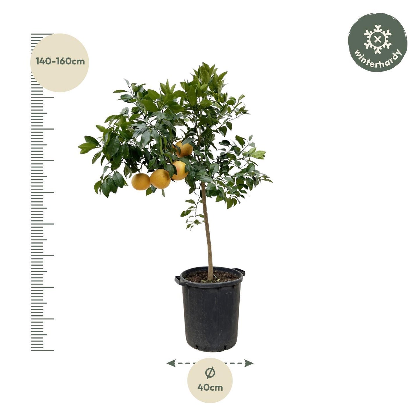 Grapefruitbaum - Citrus Pompelmo - 150 cm - Ø40 cm | Exotischer Baum für Frischen Genuss