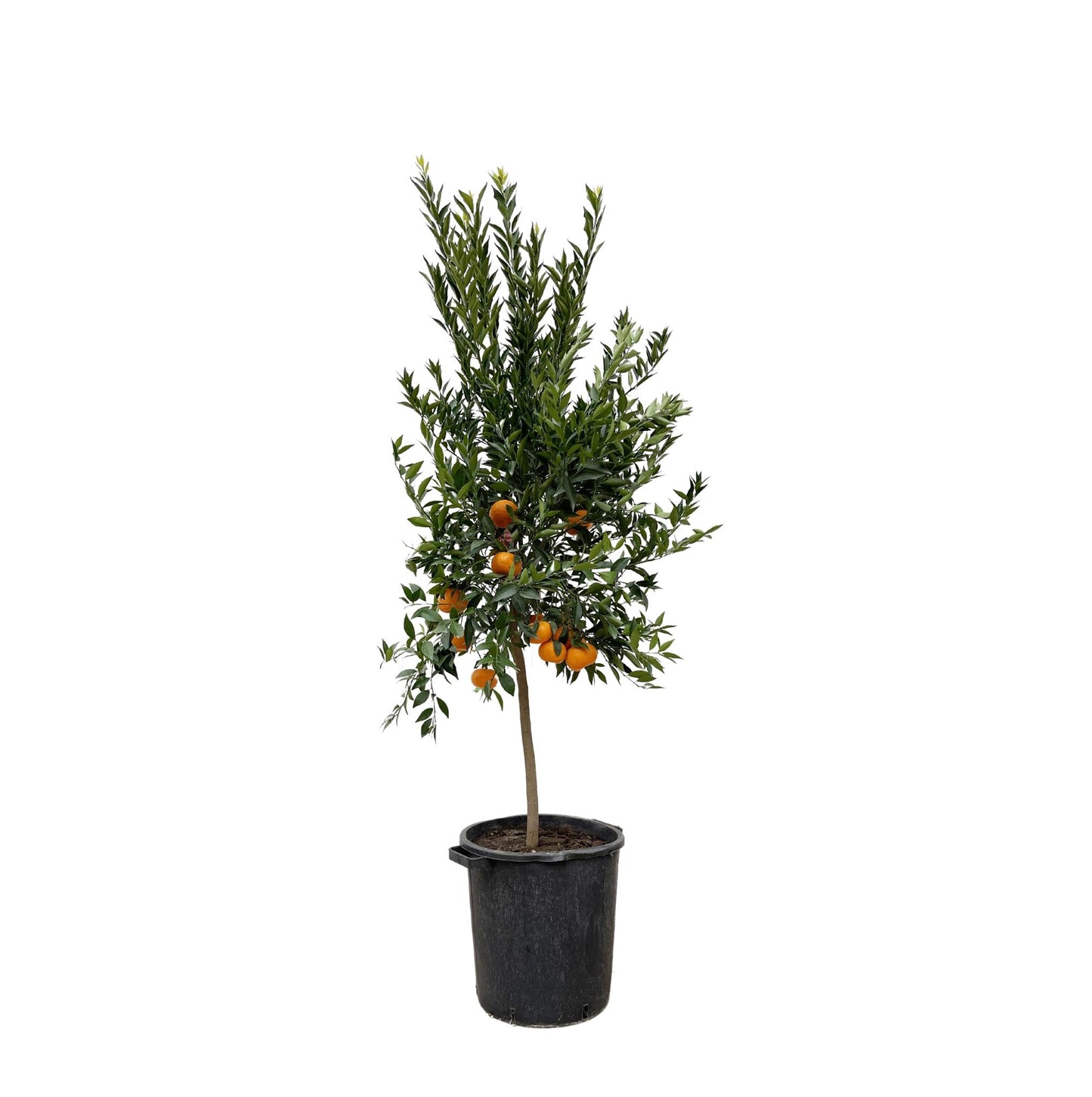 Mandarinenbaum - Citrus Mandarino - 200 cm - Ø40 cm | Exotischer Baum für Fruchtigen Genuss