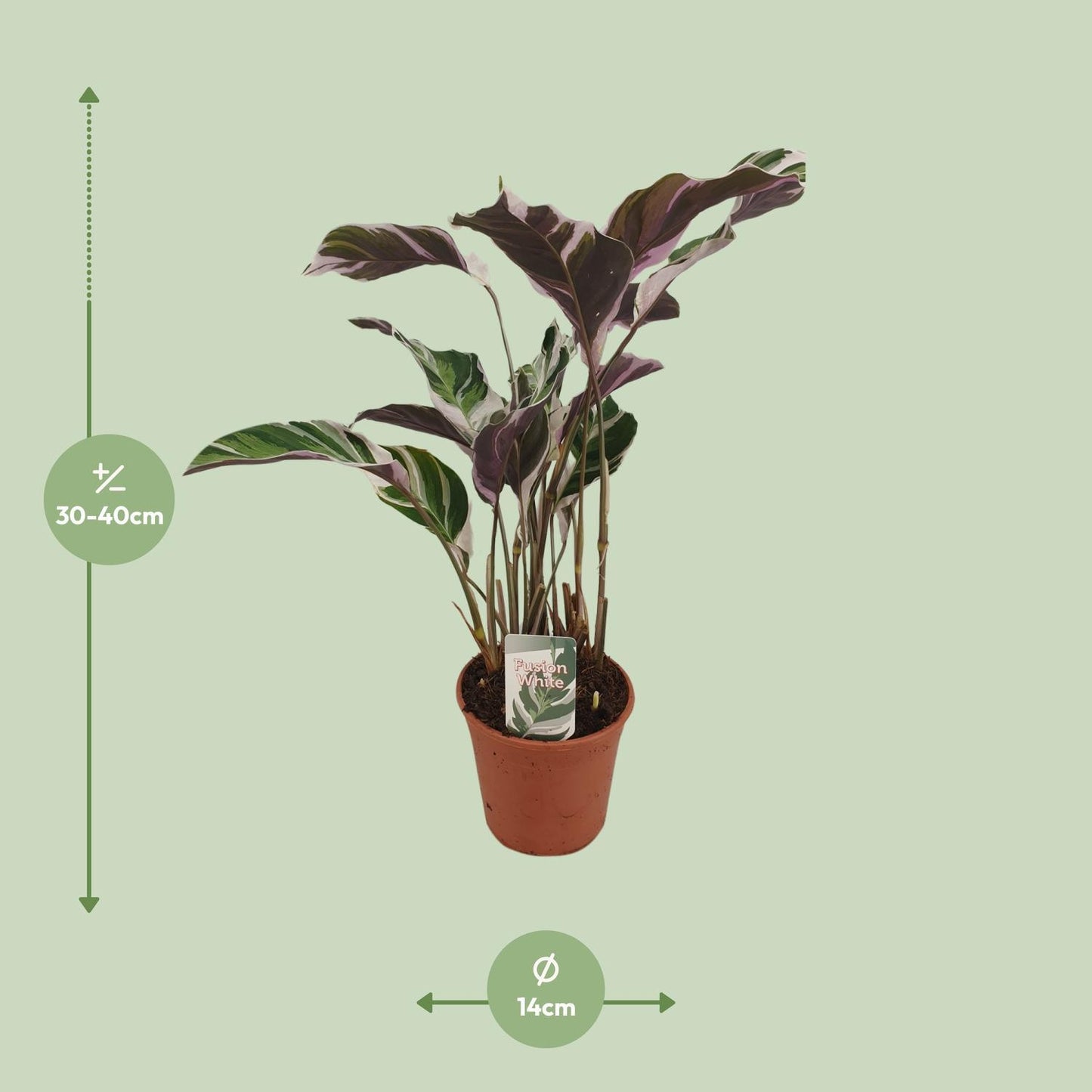 Calathea "weiße Verschmelzung" - Ø14cm - ↕40cm