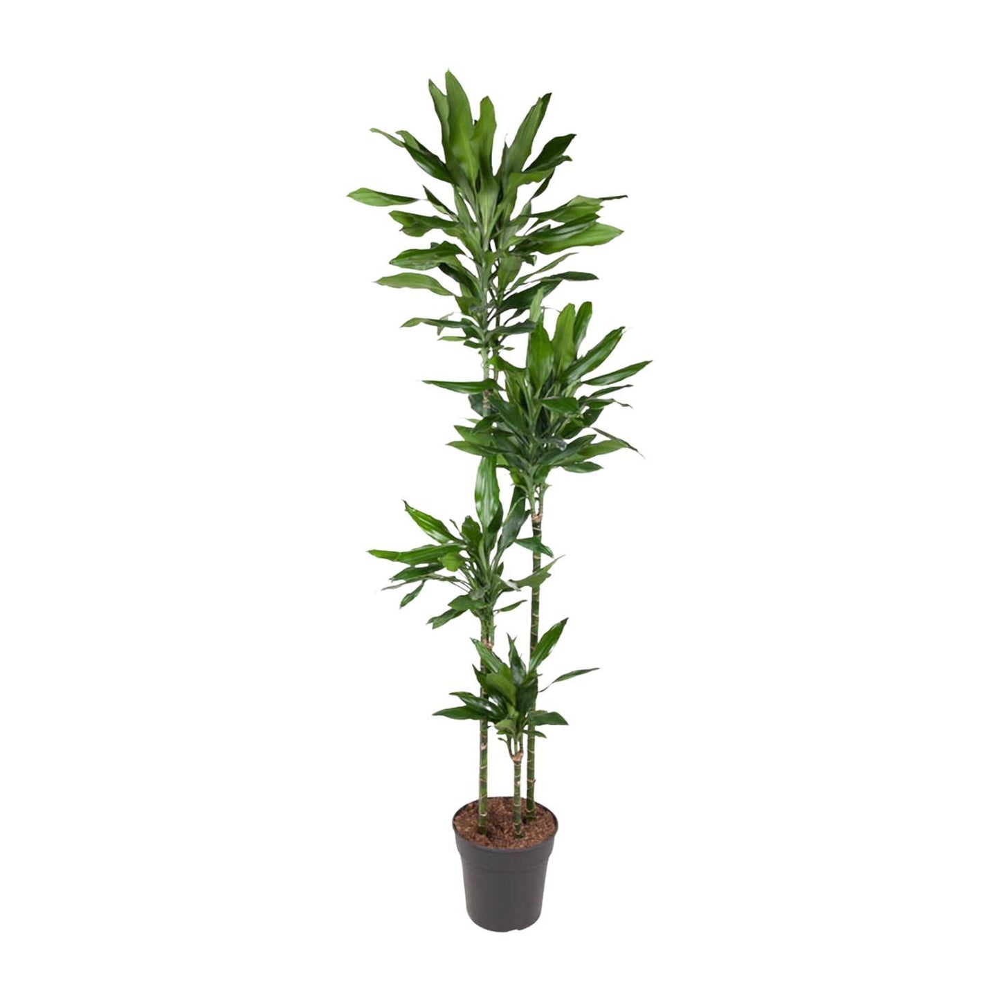 Dracaena Janet Lind - 180 cm - ø27