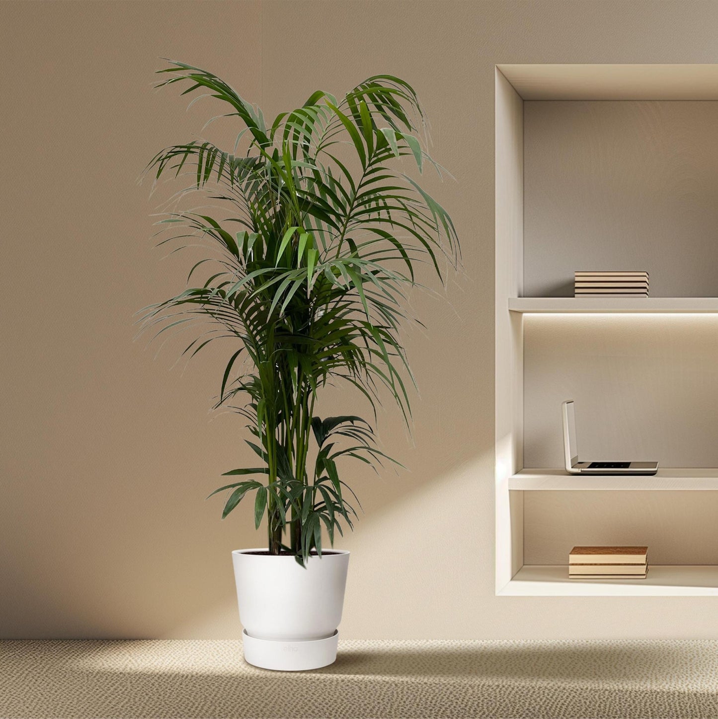 Kentia palm - 230 cm - ø38