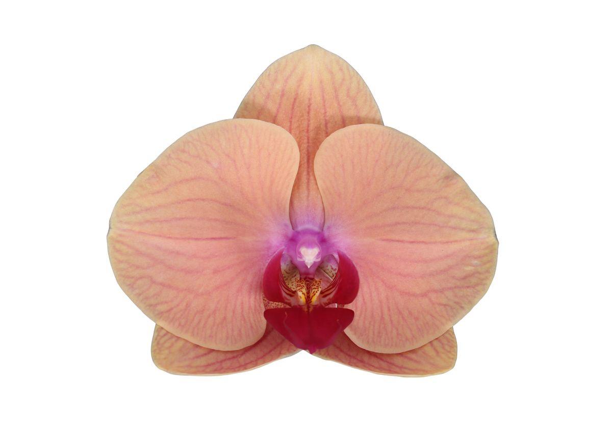 Phalaenopsis Carribean Dream - 3 Äste - 60 cm - Ø12cm