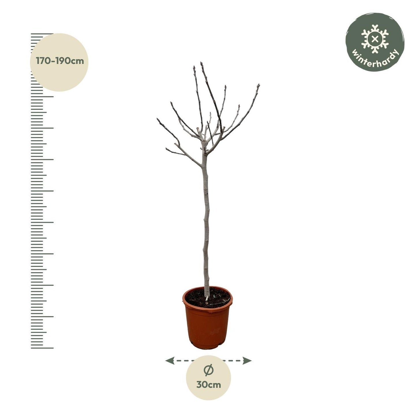 Ficus Carica am Stamm - 180 cm - Ø30 cm