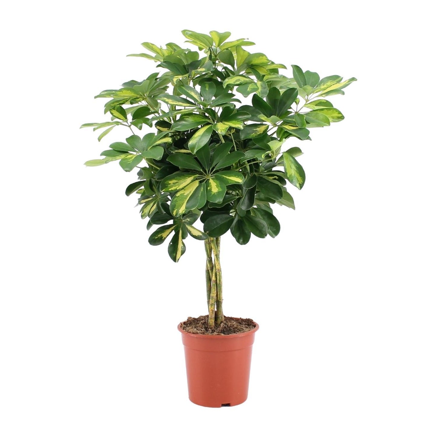 Schefflera Arboricola Gold Capella - Ø19cm - ↕75cm