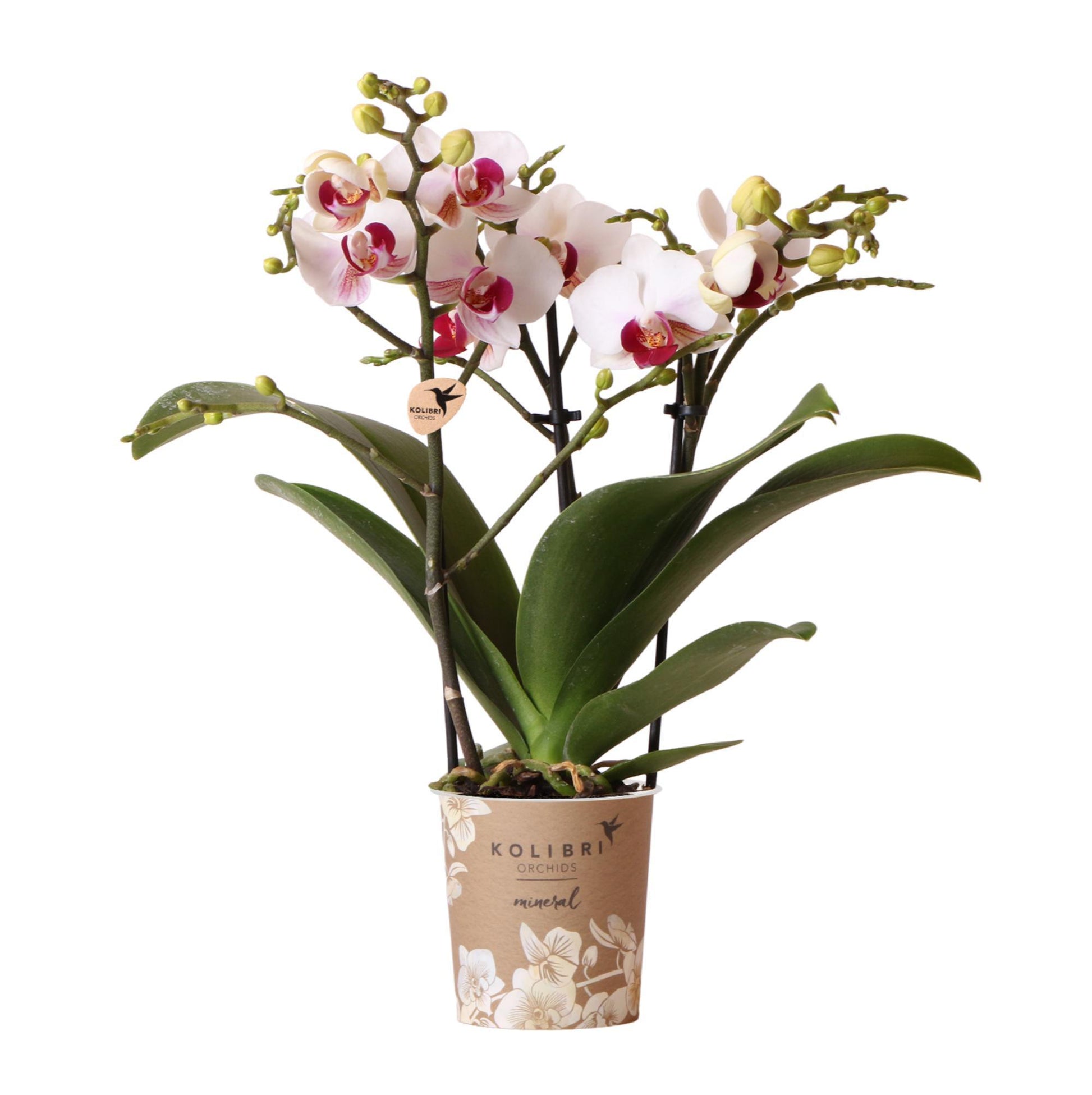 Weiße Phalaenopsis-Orchidee