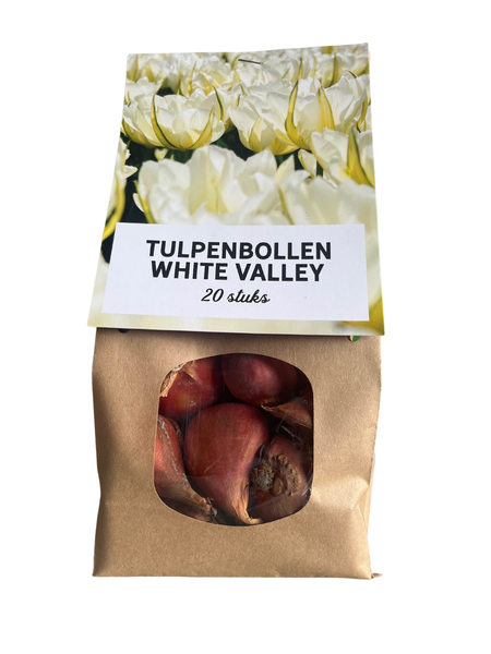 Tulpenbollen