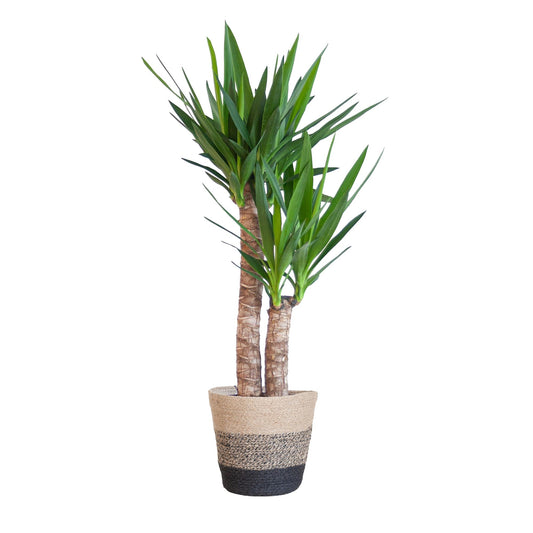 Yucca Elephantipes 90cm im schwarzen Lissabon Korb - Moderne Zimmerpflanze