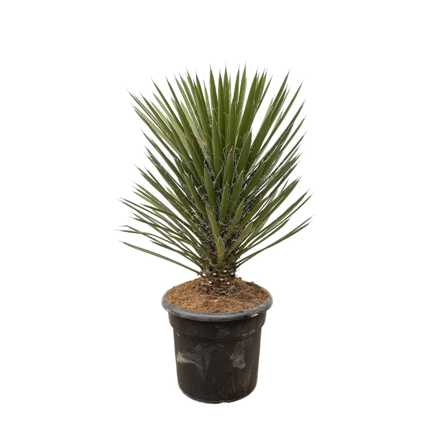 Yucca Filifera Australis 100cm - Imposante Palmenlilie für Garten und Terrasse