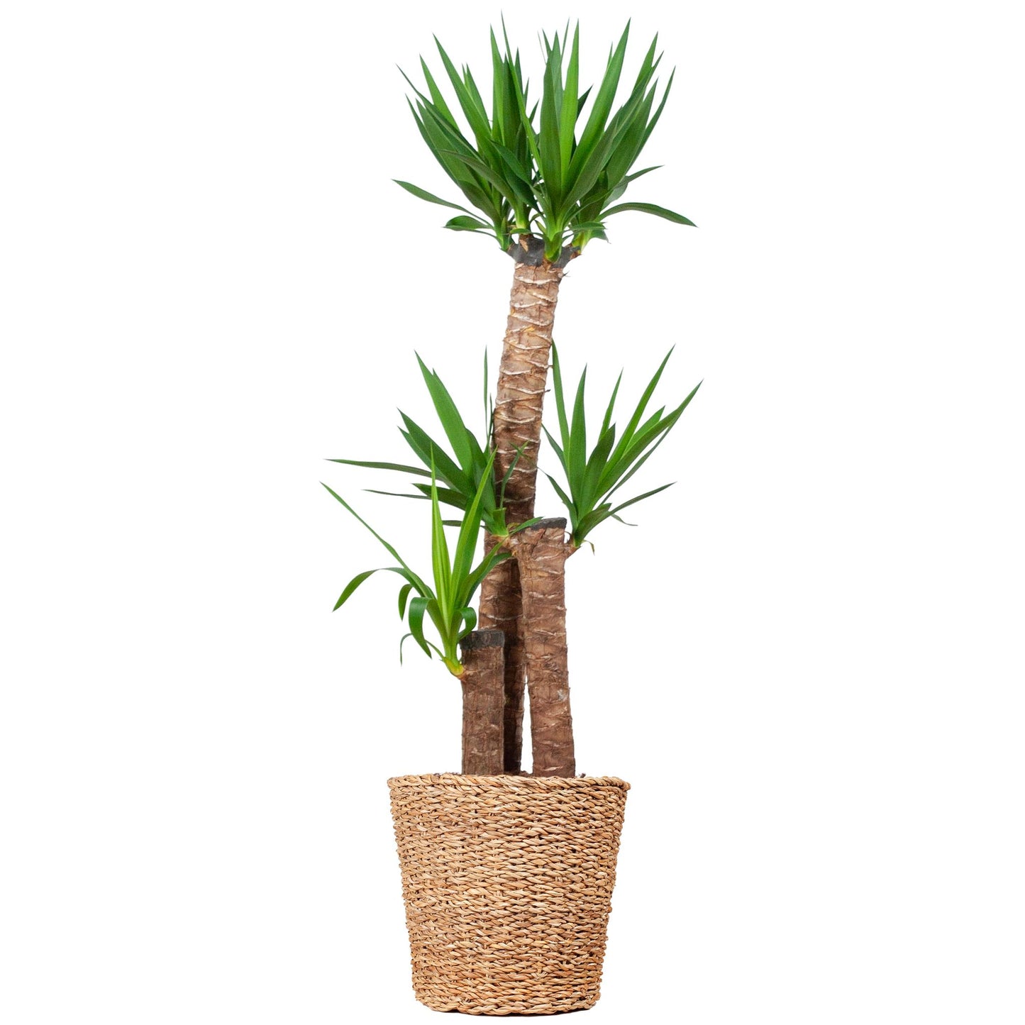 Yucca Palmlilie XL 125cm im Torun Korb - Moderne Zimmerpflanze mit eleganter Dekoration