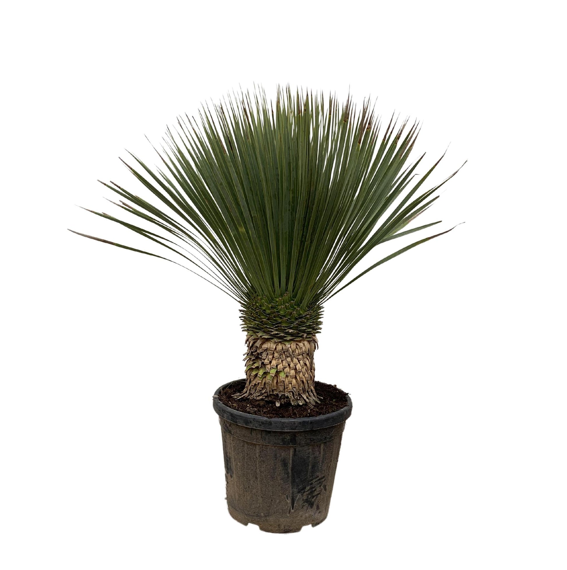 Yucca Rostrata 120cm - Klassische Blaue Palmlilie für Garten und Terrasse
