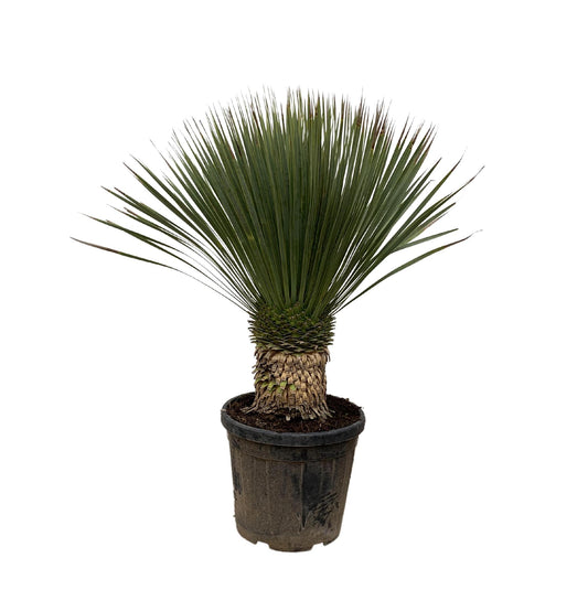 Yucca Rostrata 120cm - Klassische Blaue Palmlilie für Garten und Terrasse
