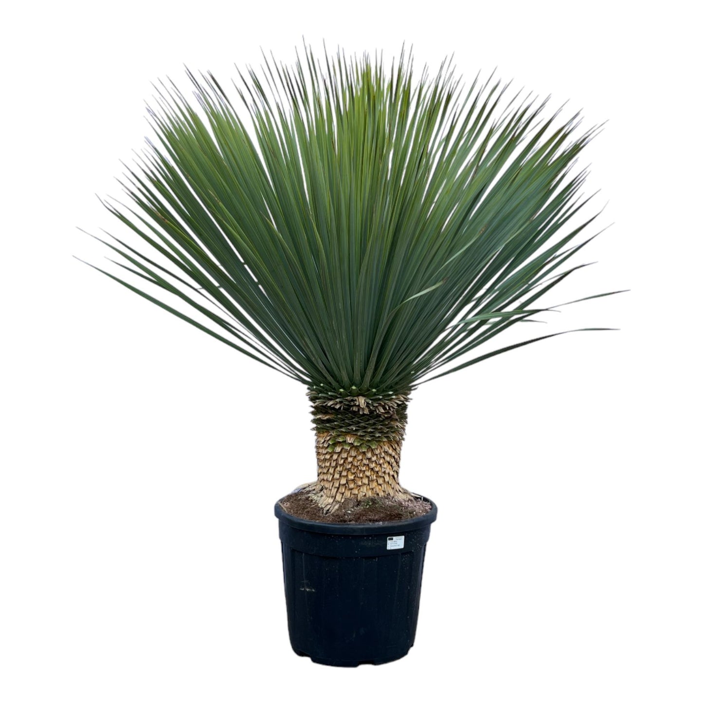 Yucca Rostrata 140cm - Premium Blaue Palmlilie für Garten und Terrasse
