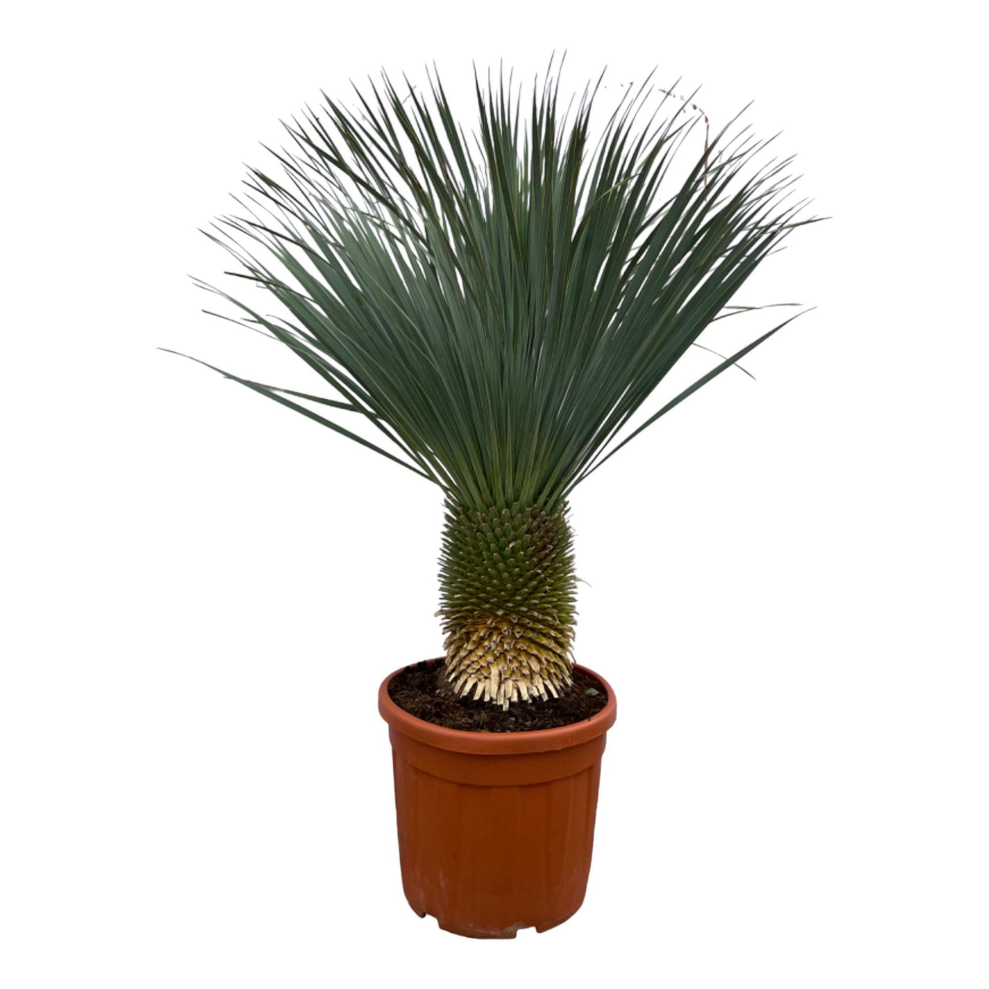 Yucca Rostrata 160cm - Imposante Blaue Palmlilie für Garten und Terrasse
