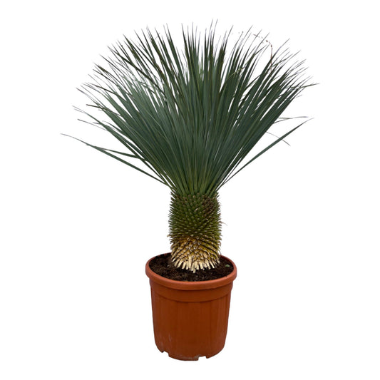 Yucca Rostrata 160cm - Imposante Blaue Palmlilie für Garten und Terrasse
