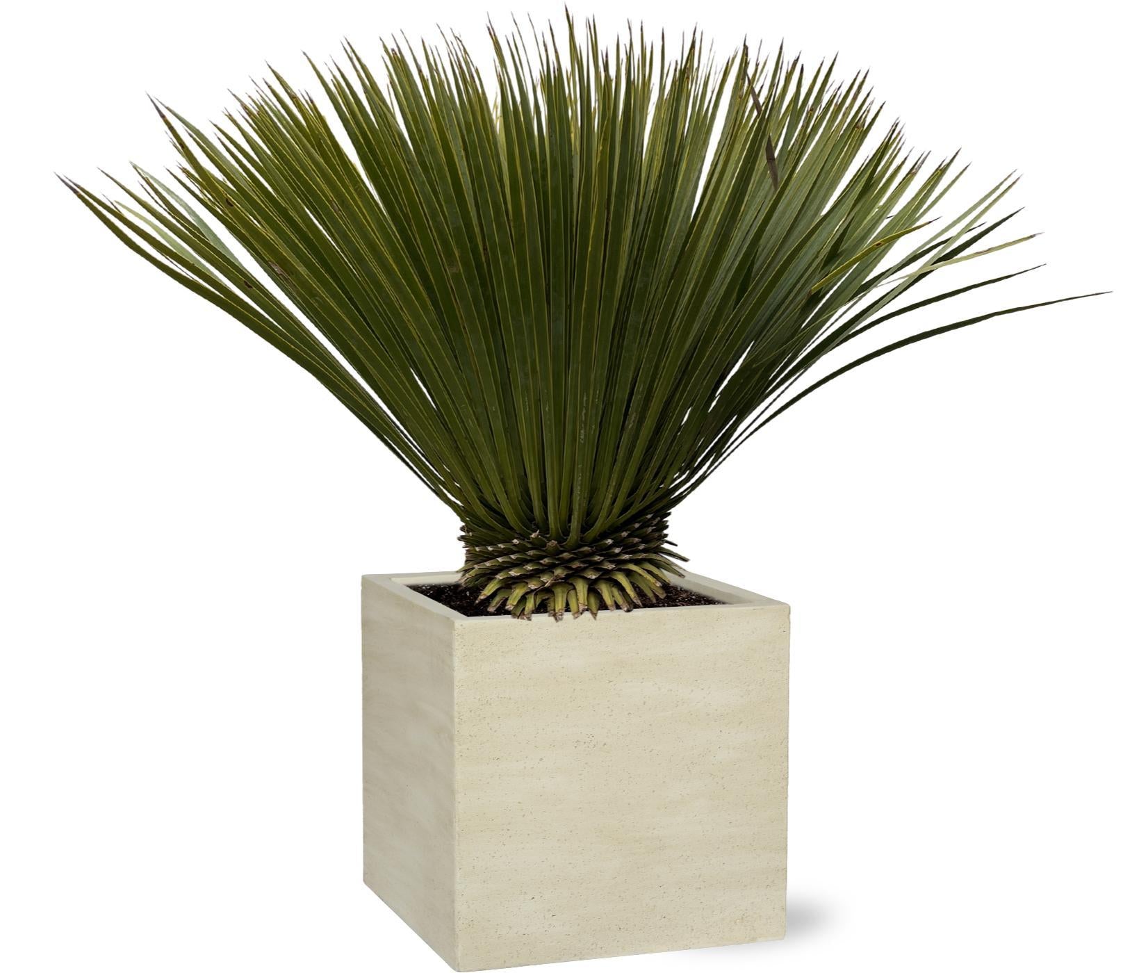 Yucca Rostrata 80cm - Kompakte Blaue Palmlilie für Garten und Terrasse