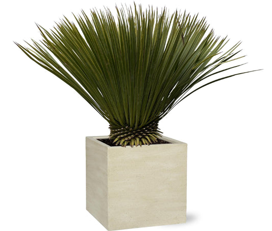 Yucca Rostrata 80cm - Kompakte Blaue Palmlilie für Garten und Terrasse