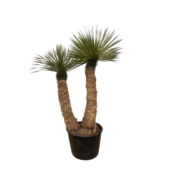 Yucca Rostrata Hidra 200cm - Majestätische Blaue Palmlilie Premium-Qualität