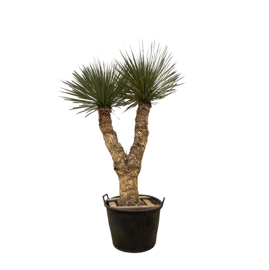 Yucca Rostrata Hidra 200cm - Imposante Blaue Palmlilie für Garten und Terrasse