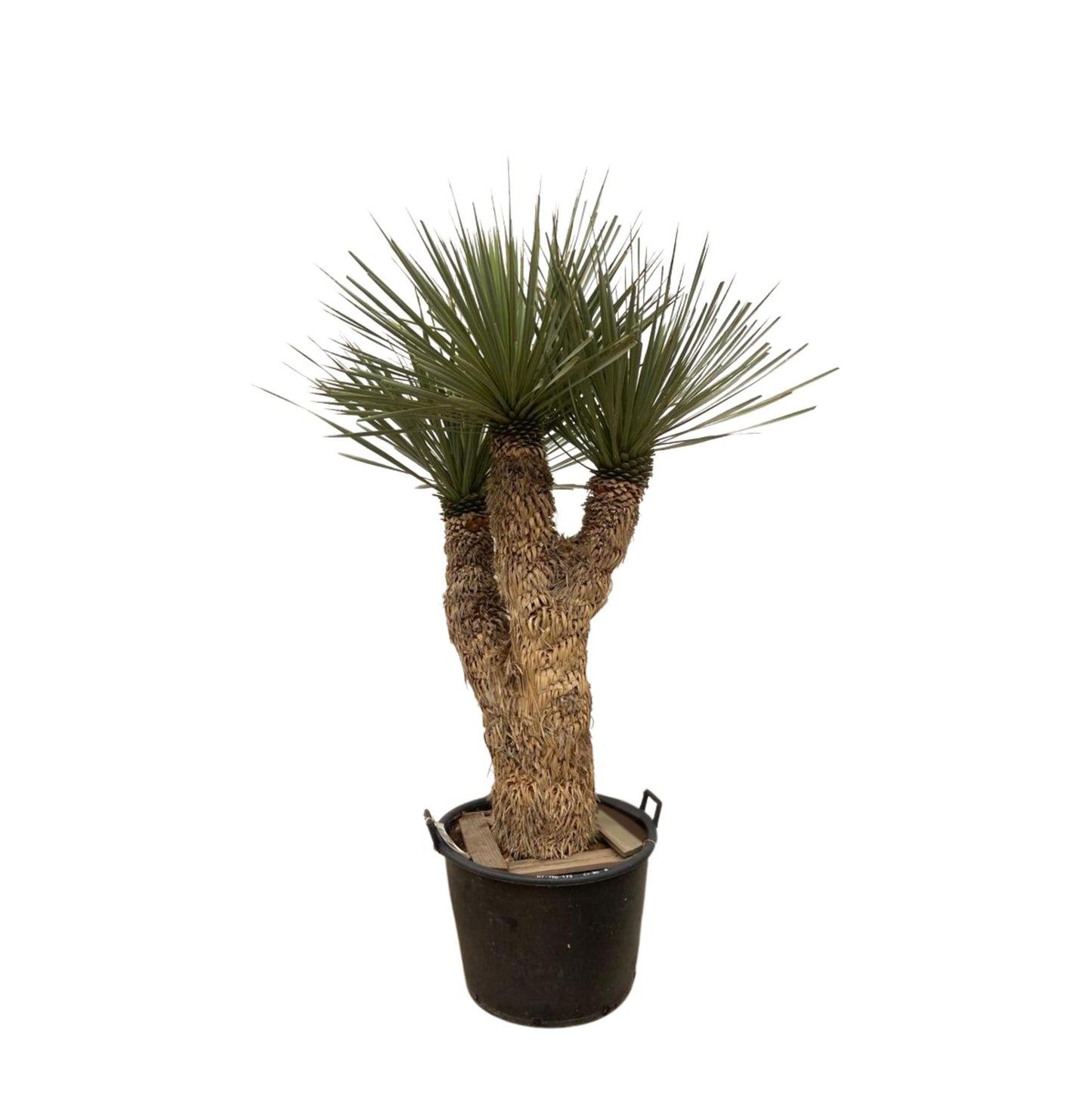 Yucca Rostrata Hidra 200cm - Imposante Blaue Palmlilie für Garten und Terrasse