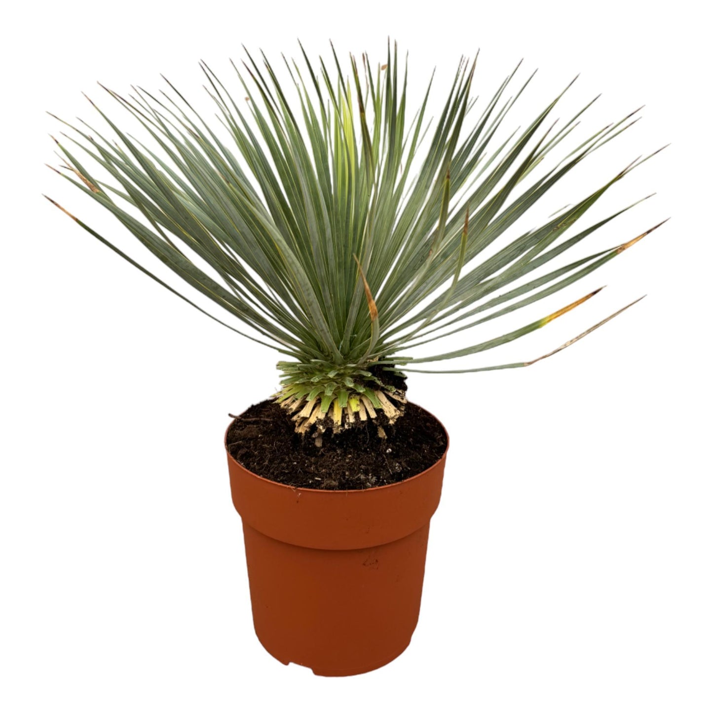 Yucca Rostrata  - 70 cm - Ø27 cm