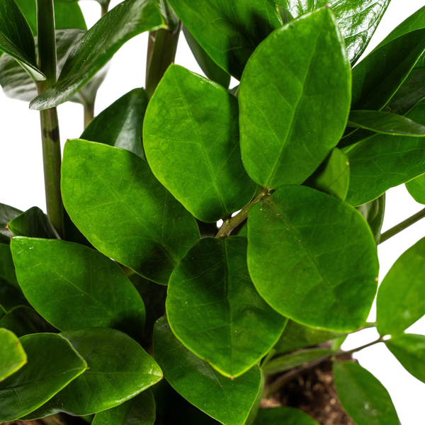 Zamioculcas Blattdetail - Glänzende dunkelgrüne Fiederblätter der Glücksfeder