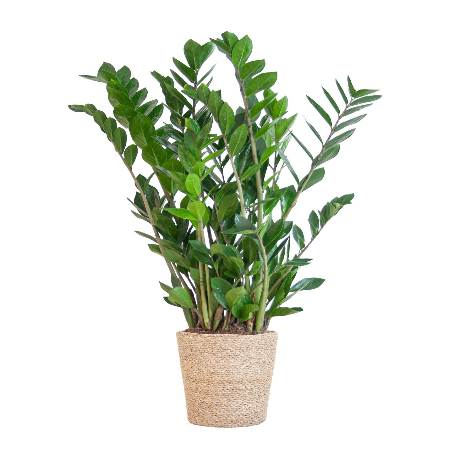 Zamioculcas Zamiifolia 80cm - Große Glücksfeder im natürlichen Sofia-Korb