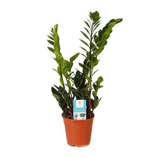 Zamioculcas zamiifolia 45cm im Zinktopf - Moderne Zimmerpflanze