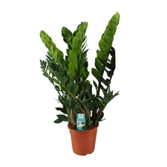 Zamioculcas zamiifolia 80cm - Elegante pflegeleichte Glücksfeder
